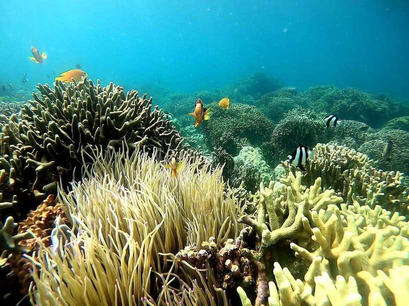 Moalboal: Sardine Run, Turtles and Pescador Island Hopping - Turtle Point and responsible wildlife viewing