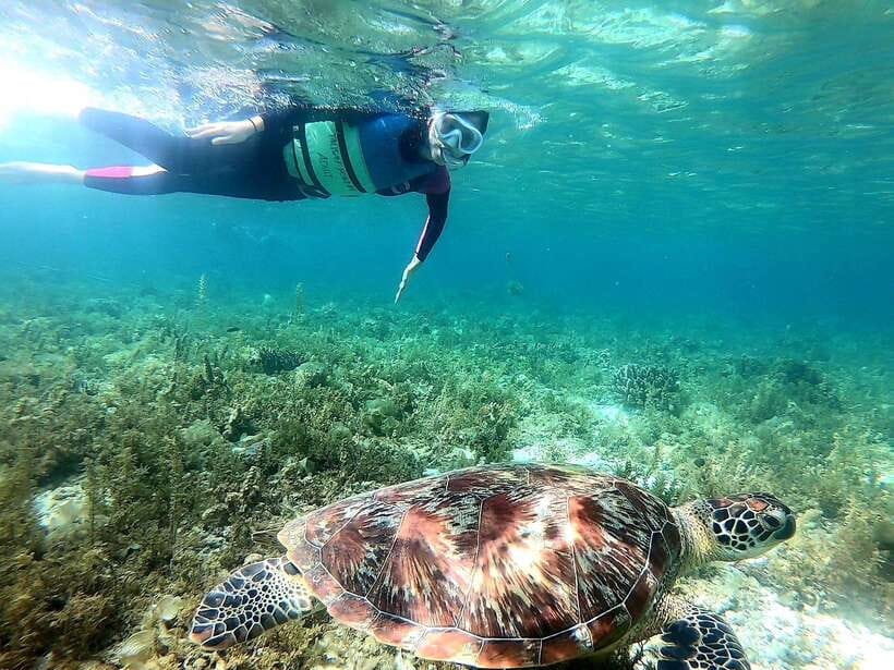 Moalboal: Sardine Run, Turtles and Pescador Island Hopping - What past feedback reveals about the day