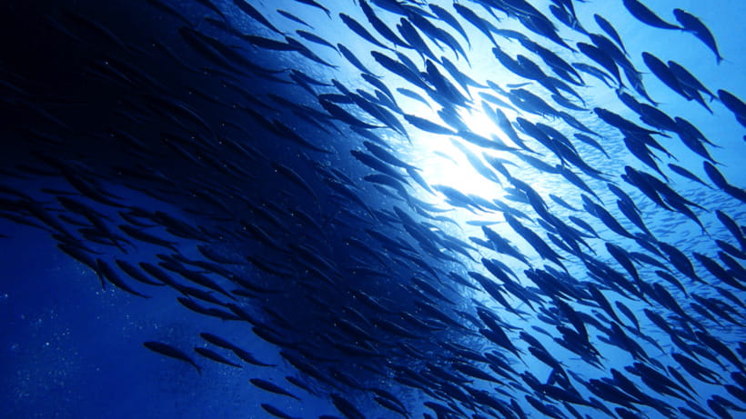 Moalboal Sardines Run Private Tour - Key points at a glance