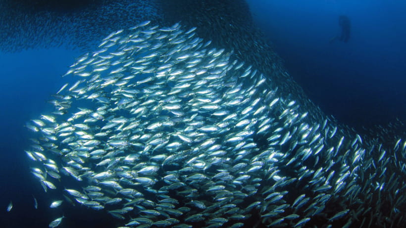 Moalboal Sardines Run Private Tour - Why Moalboal’s sardines are worth seeing