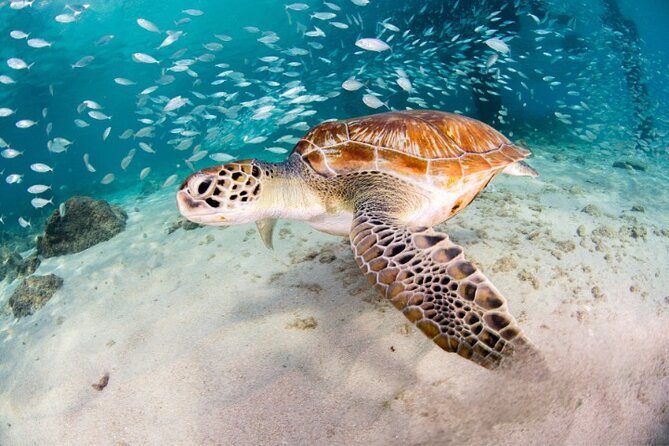 Moalboal Sardines Run Private Tour w/ Transfers Option - Key points to know before you book