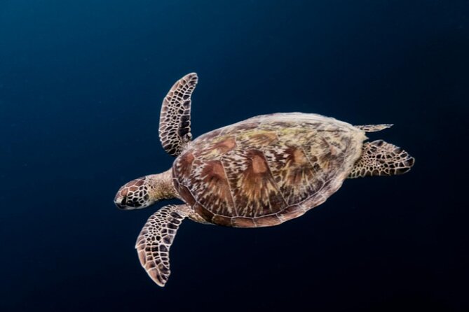 Moalboal Sardines Run Private Tour w/ Transfers Option - What the private setup really changes