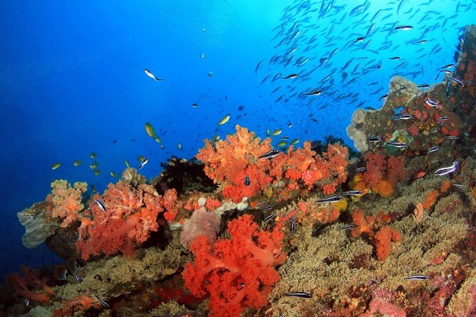 Moalboal Sardines Run Private Tour w/ Transfers Option - Equipment, insurance, and personal preparation