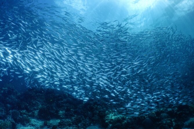 Moalboal Sardines Run Private Tour w/ Transfers Option - What the sardine school looks like underwater