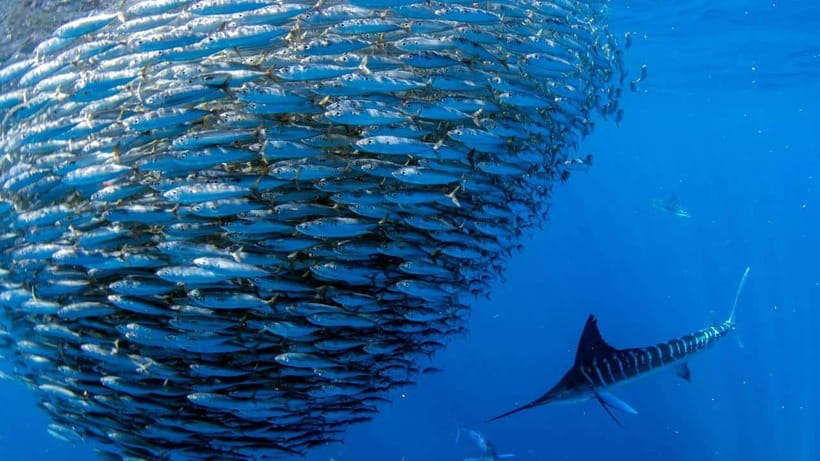 Moalboal Sardines Run Private Tour - Starting at Panagsama Beach