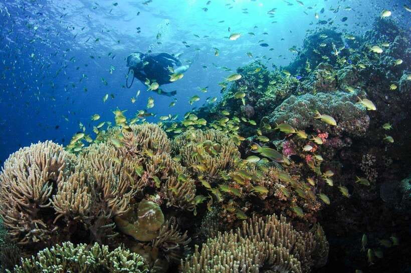 Moalboal: Scuba Diving and Pescador Island Hopping - What You Can See Around Pescador Island