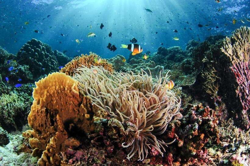 Moalboal: Scuba Diving and Pescador Island Hopping - Two Guided Sessions, Not Just a Single Look