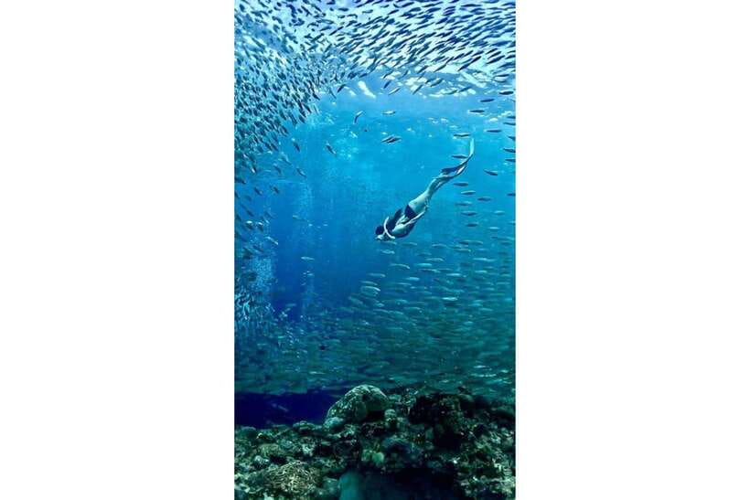 Moalboal : Scuba Diving Sardine Run and Turtle Chasing - Simple preparation for a better day