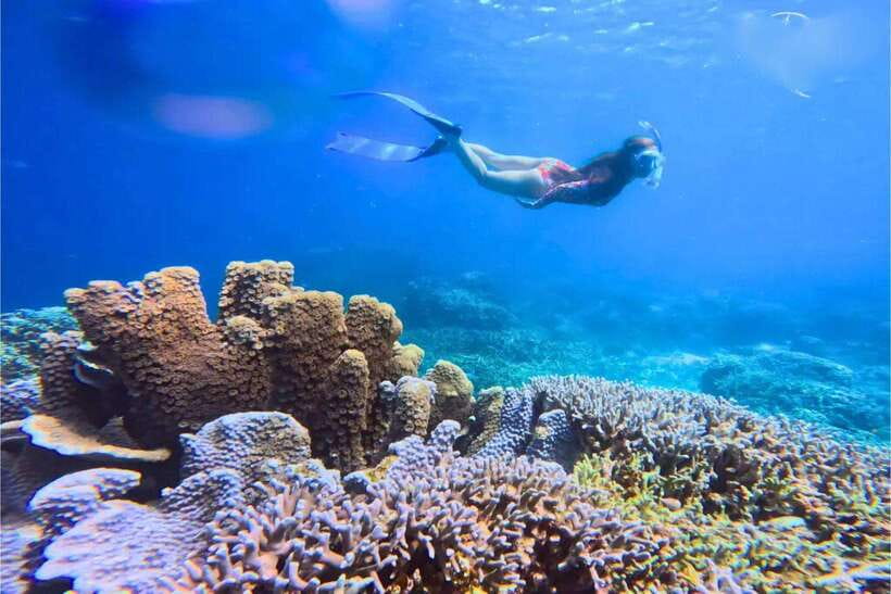 Moalboal : Scuba Diving Sardine Run and Turtle Chasing - Why Moalboal is famous underwater