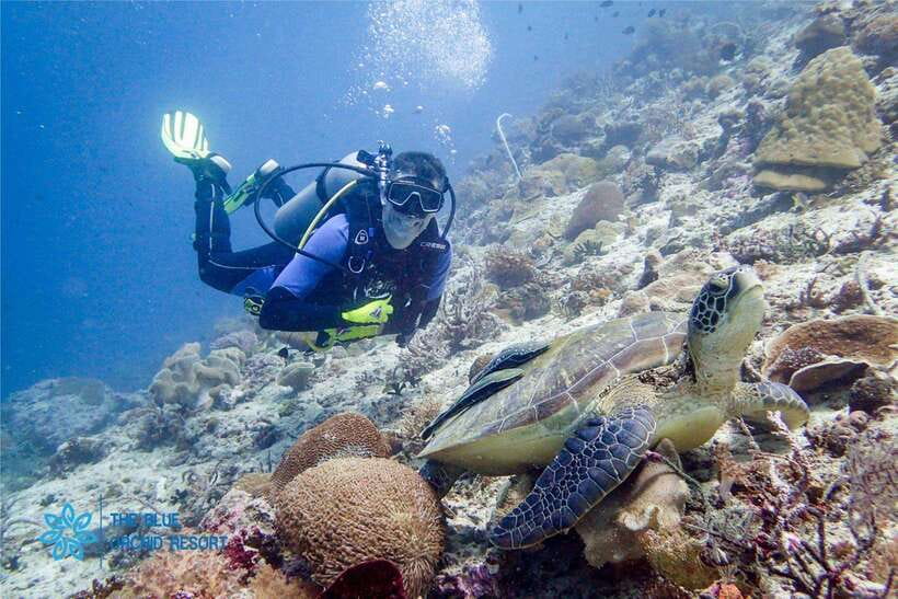 Moalboal : Scuba Diving Sardine Run and Turtle Chasing - Your first hour at Panagsama Beach