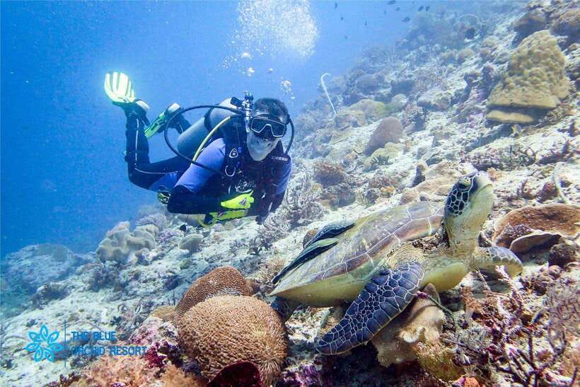 Moalboal : Scuba Diving Sardine Run and Turtle Chasing - The 30-minute break and photo stop