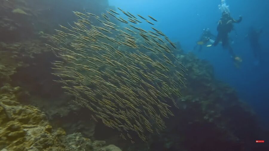 Moalboal : Scuba Diving Sardine Run and Turtle Chasing - Boat time, transfers, and what the price covers