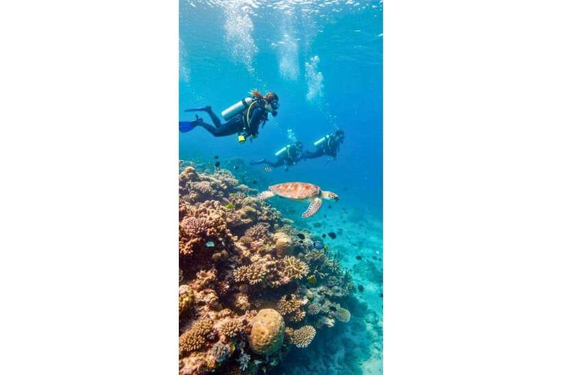 Moalboal : Scuba Diving Sardine Run and Turtle Chasing - Private transport and the five drop-off choices