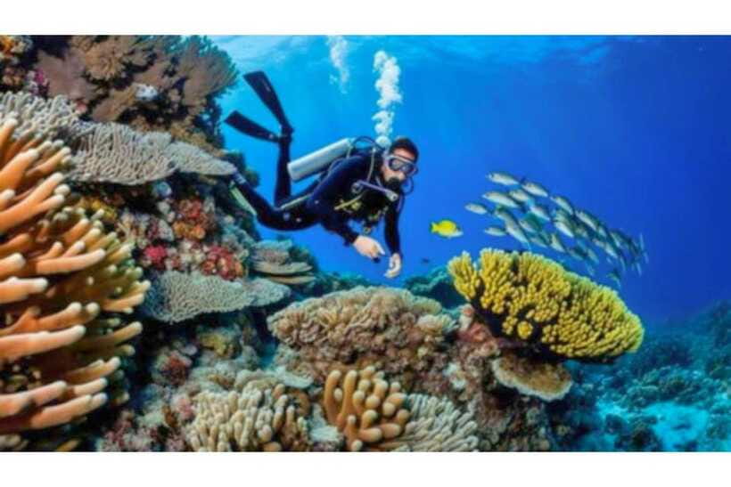 Moalboal : Scuba Diving Sardine Run and Turtle Chasing - Who will enjoy this experience most