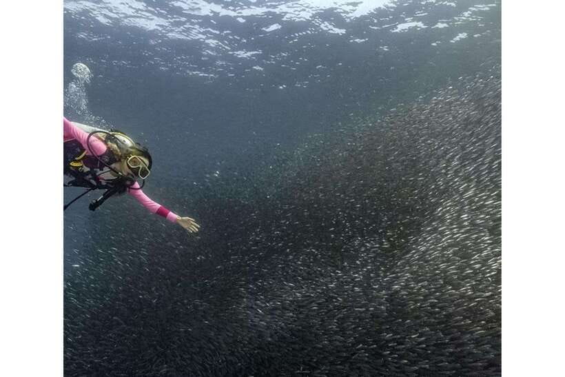 Moalboal : Scuba Diving Sardine Run and Turtle Chasing - The road to Panagsama Beach