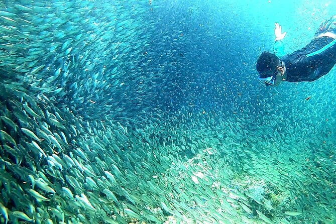 Moalboal Snorkeling, Kawasan Canyoneering with Zipline and Lunch - Why This Cebu Combination Works