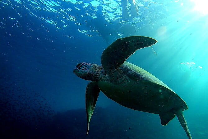 Moalboal Snorkeling, Kawasan Canyoneering with Zipline and Lunch - Leaving Cebu at 5 a.m.