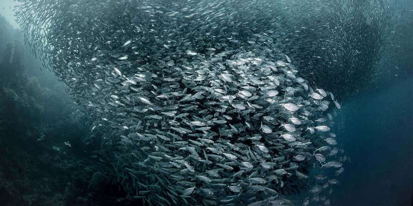 Moalboal with Canyoneering Tour (Shared Tour) - Moalboal’s sardine run and sea turtles