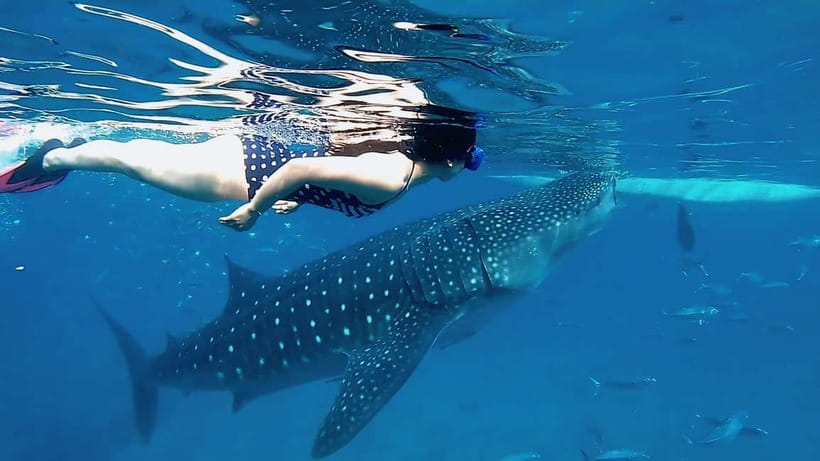 Oslob Whale Shark, Aguinid Falls & Moalboal Snorkeling - The five details that shape this South Cebu day