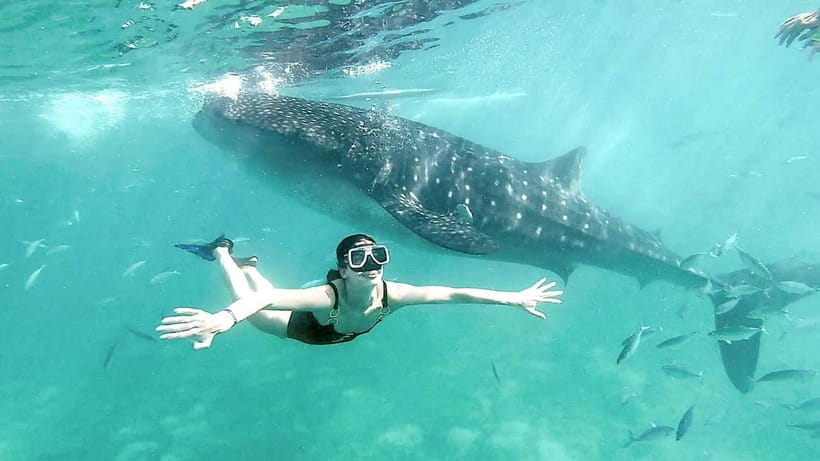 Oslob Whale Shark, Aguinid Falls & Moalboal Snorkeling - Why this trip begins around 3 am