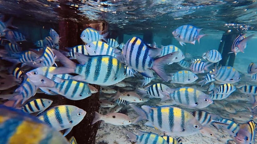 Oslob Whale Shark, Aguinid Falls & Moalboal Snorkeling - Aguinid Falls: climbing, cascades and wet shoes
