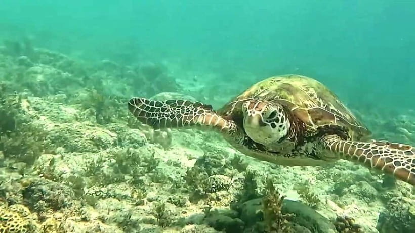 Oslob Whale Shark, Aguinid Falls & Moalboal Snorkeling - Who will enjoy this day most?