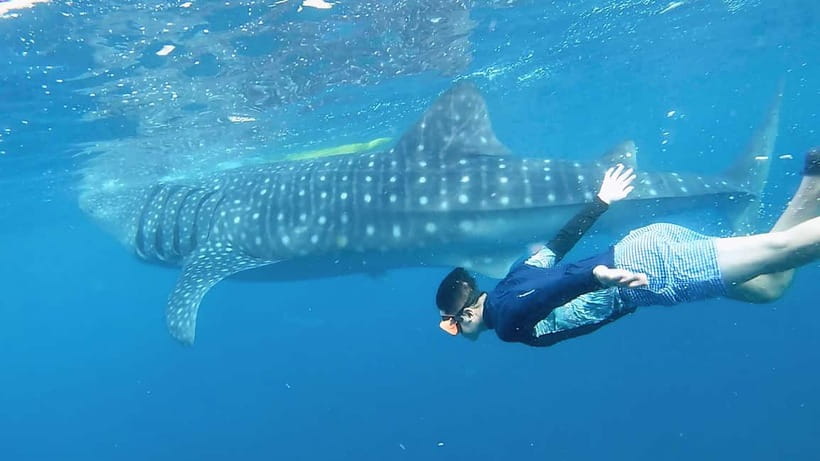Oslob Whale Shark, Aguinid Falls & Moalboal Snorkeling - Final verdict: book it for variety, skip it for a slow day