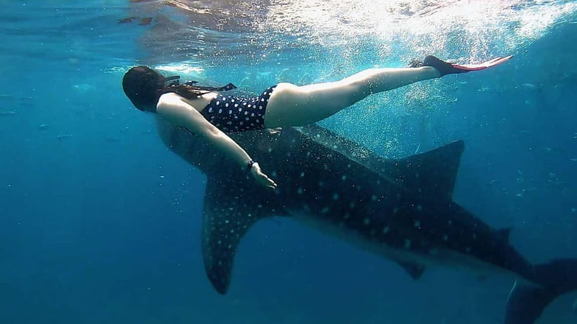 Oslob Whale Shark, Aguinid Falls & Moalboal Snorkeling - Oslob whale sharks: the morning’s headline event