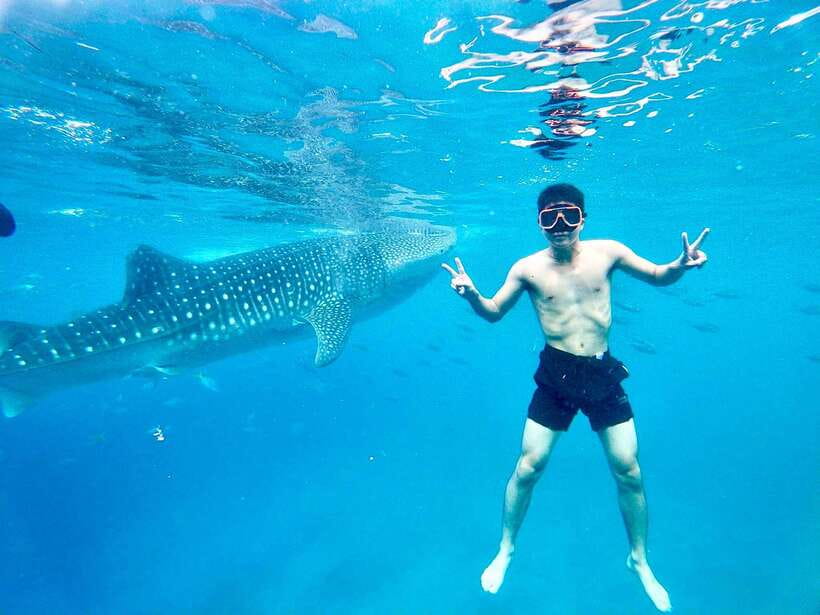 Oslob Whale Shark Direct - Why Oslob requires an early alarm