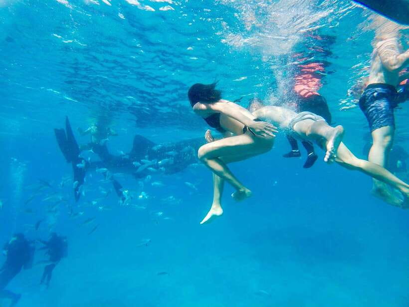 Oslob Whale Shark Direct - The whale shark encounter in Oslob