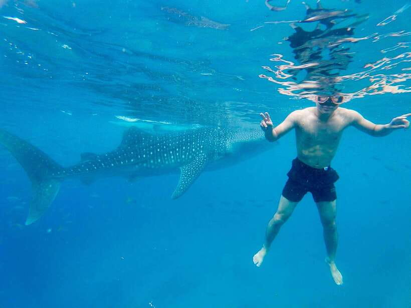 Oslob Whale Shark Direct - How this compares with other Cebu plans