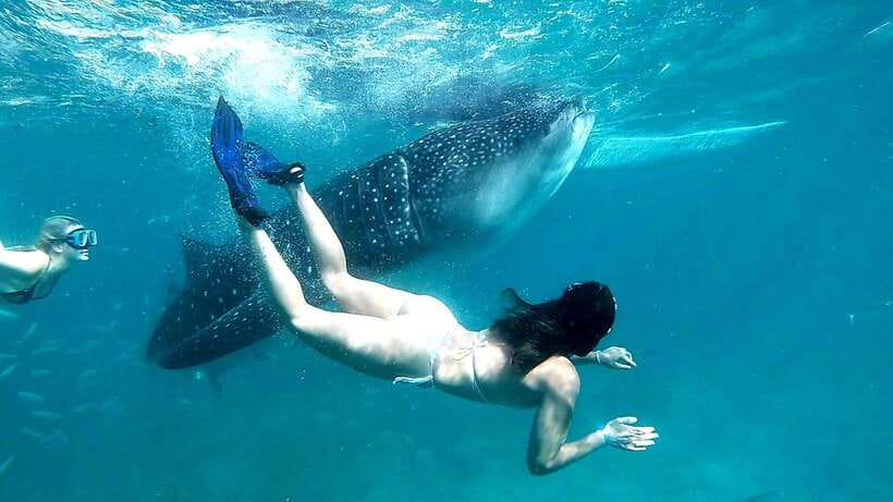 Oslob: Whale Shark Encounter, Ka-Treasure Falls & Simala - Why this Cebu day trip works