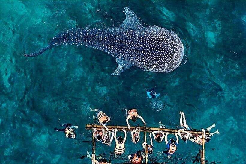 Oslob: Whale Shark Encounter, Ka-Treasure Falls & Simala - The early pickup and long road south