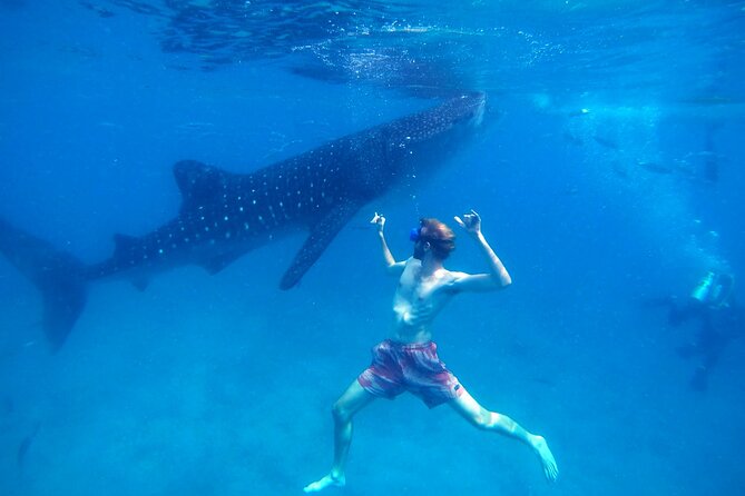 Oslob Whale Shark & Moalboal Sardines & Turtle Private Tour - Oslob whale shark watching: the main event
