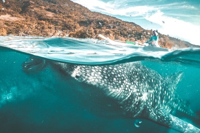 Oslob Whale Shark Private Tour with Sumilon & Tumalog Falls - Oslob whale shark snorkeling takes center stage