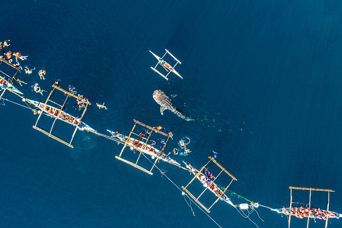 Oslob Whale Shark Private Tour with Sumilon & Tumalog Falls - 3:00 am pickup and the long road south