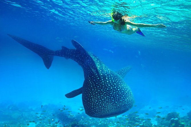 Oslob Whale Shark Snorkeling & Kawasan Canyoning Tour - Why this Cebu day trip takes so long