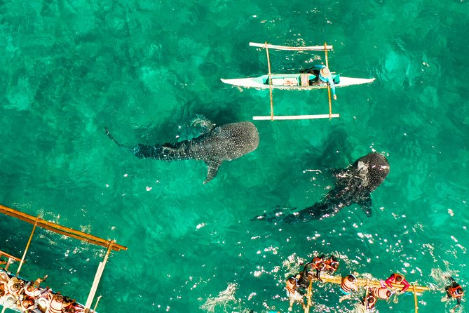 Oslob Whale Shark Snorkeling & Kawasan Canyoning Tour - From Oslob to the blue pools of Kawasan Falls