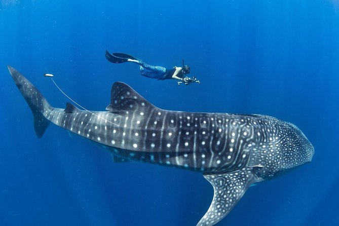 Oslob Whale Shark Snorkeling & Pescador & Sardine Run & Turtle - Key things to know before booking