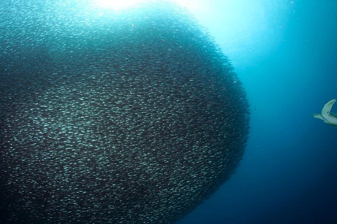 Oslob Whale Shark Snorkeling & Pescador & Sardine Run & Turtle - A 3:30 am start and a long road to Oslob