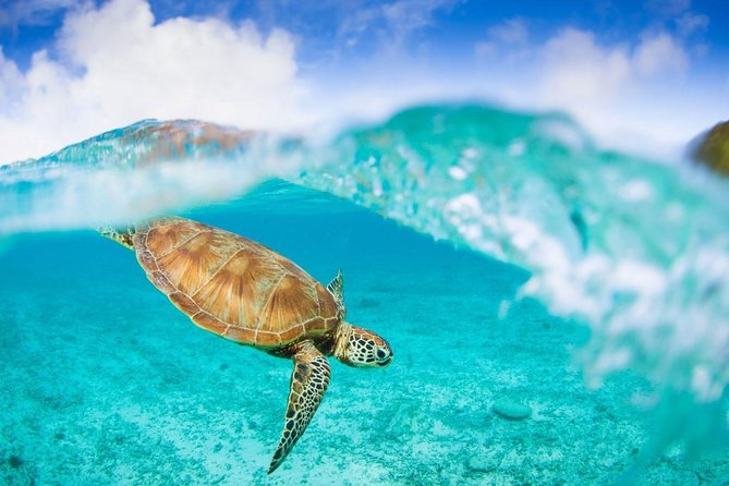 Oslob Whale Shark Snorkeling & Pescador & Sardine Run & Turtle - Lunch, then west to Moalboal