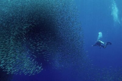 Oslob Whale Shark Snorkeling & Pescador & Sardine Run & Turtle