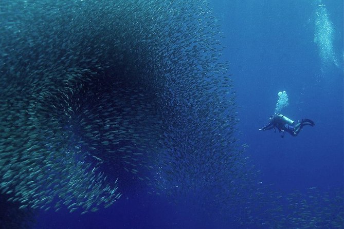 Oslob Whale Shark Snorkeling & Pescador & Sardine Run & Turtle - Tumalog Falls between the queue and the whale sharks