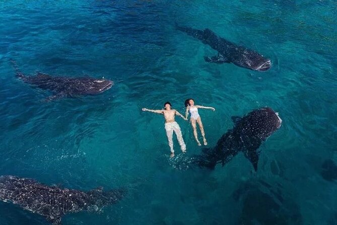 Oslob Whale Shark Snorkeling & Tumalog Falls with Osmeña Peak - Why this Cebu day trip works