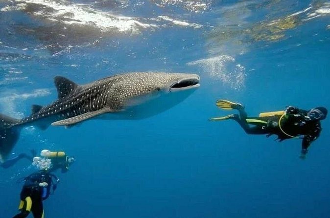 Oslob Whale Shark Snorkeling & Tumalog Falls with Osmeña Peak - The short climb to Osmeña Peak