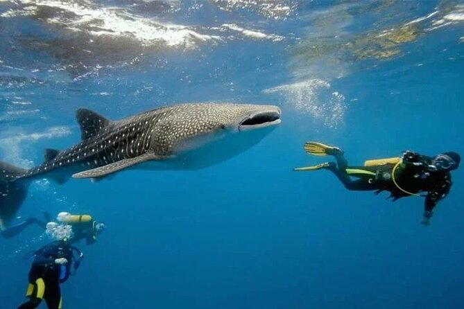 Oslob Whale Shark Snorkeling & Tumalog Falls with Osmeña Peak - What the $110 package really includes