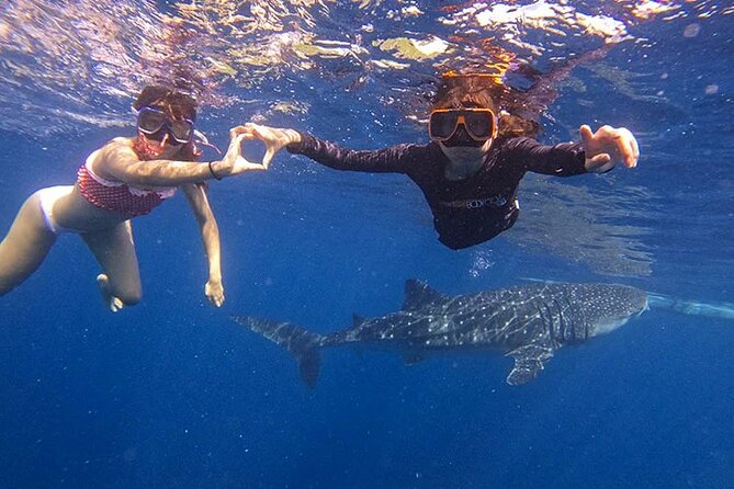 Oslob Whale Shark Snorkeling & Tumalog Falls with Osmeña Peak - Who will get the most from this tour