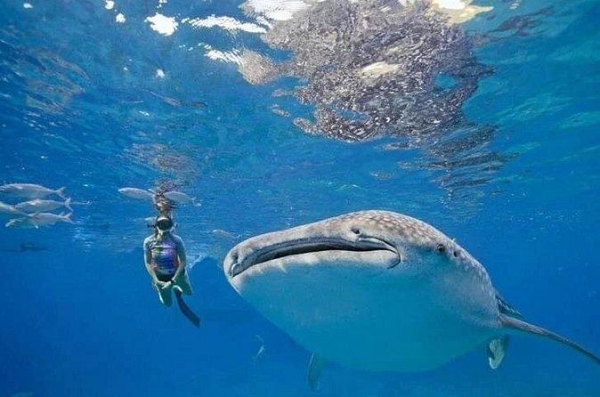 Oslob Whale Shark Snorkeling & Tumalog Falls with Osmeña Peak - Practical planning for the day