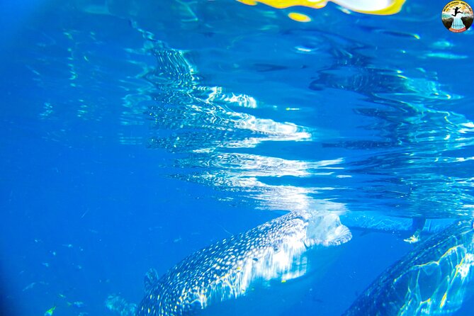 Oslob Whale Shark Swimming and Kawasan Falls Swimming Tour - Why this Cebu combination works