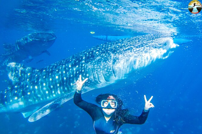 Oslob Whale Shark Swimming and Kawasan Falls Swimming Tour - The 3:00 am departure from Cebu